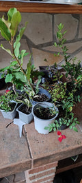 Lote de 7 plantas raras: rosal enano Red Flash, piracanta prebonsái, ficus natalensis, azalea japonesa, ficus tigerbark variegado, madreselva enana y mini morera blanca