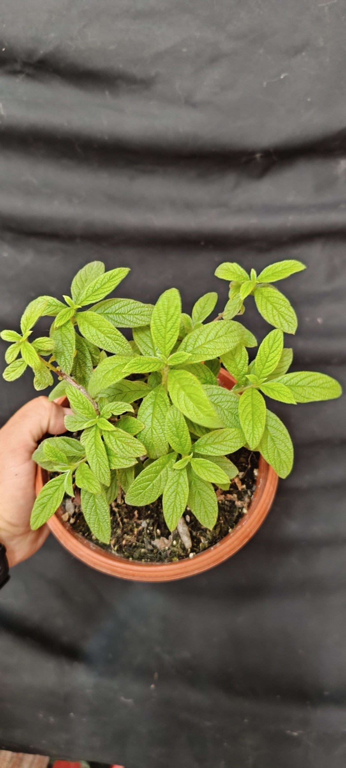Prebonsái Ceanothus, vista superior mostrando densidad de follaje verde brillante de hoja pequeña