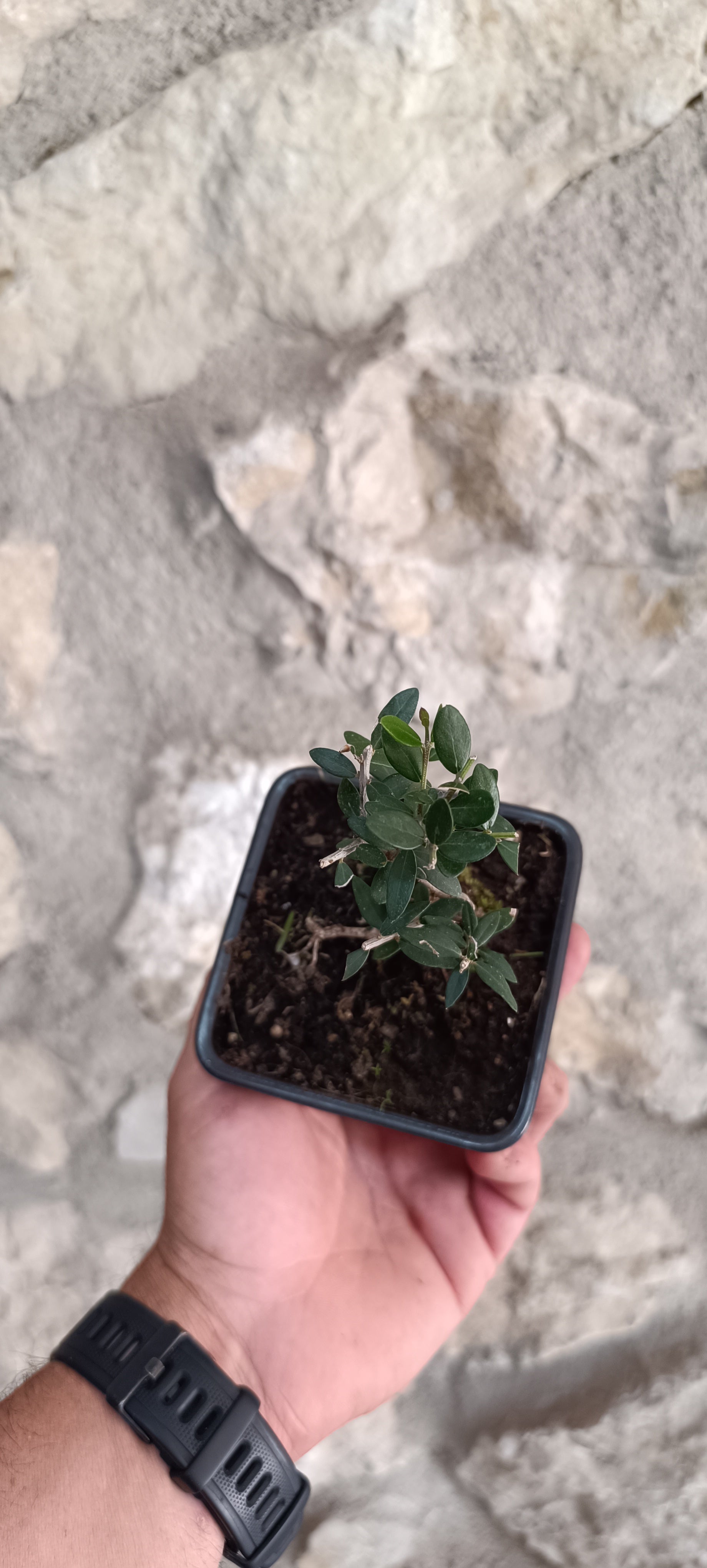 Mini Prebonsái Acebuche — Olea europaea var. sylvestris