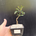 Manzano Silvestre Prebonsai Mini