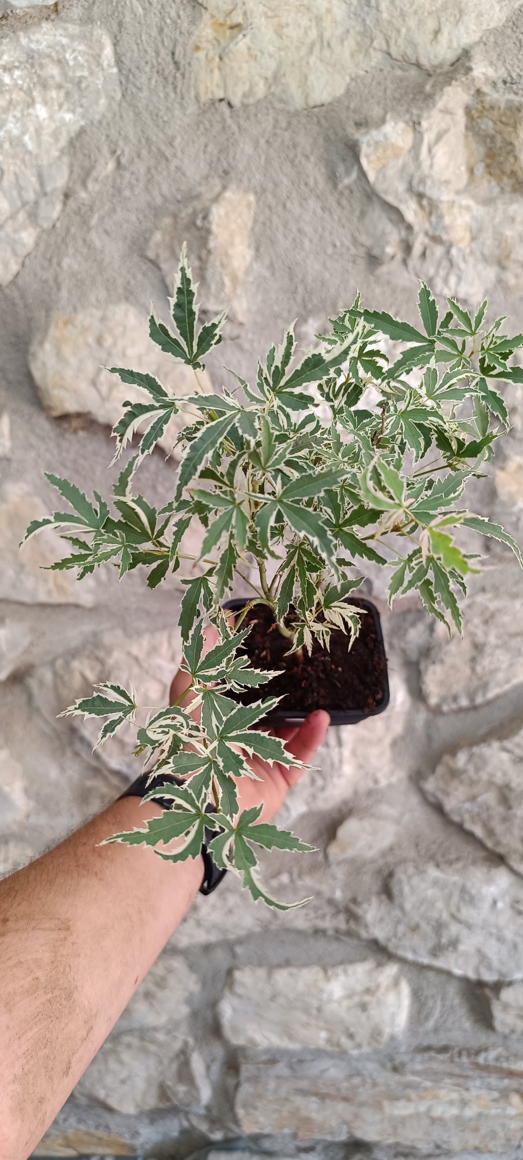 Mini Prebonsái Acer palmatum 'Butterfly' APB1