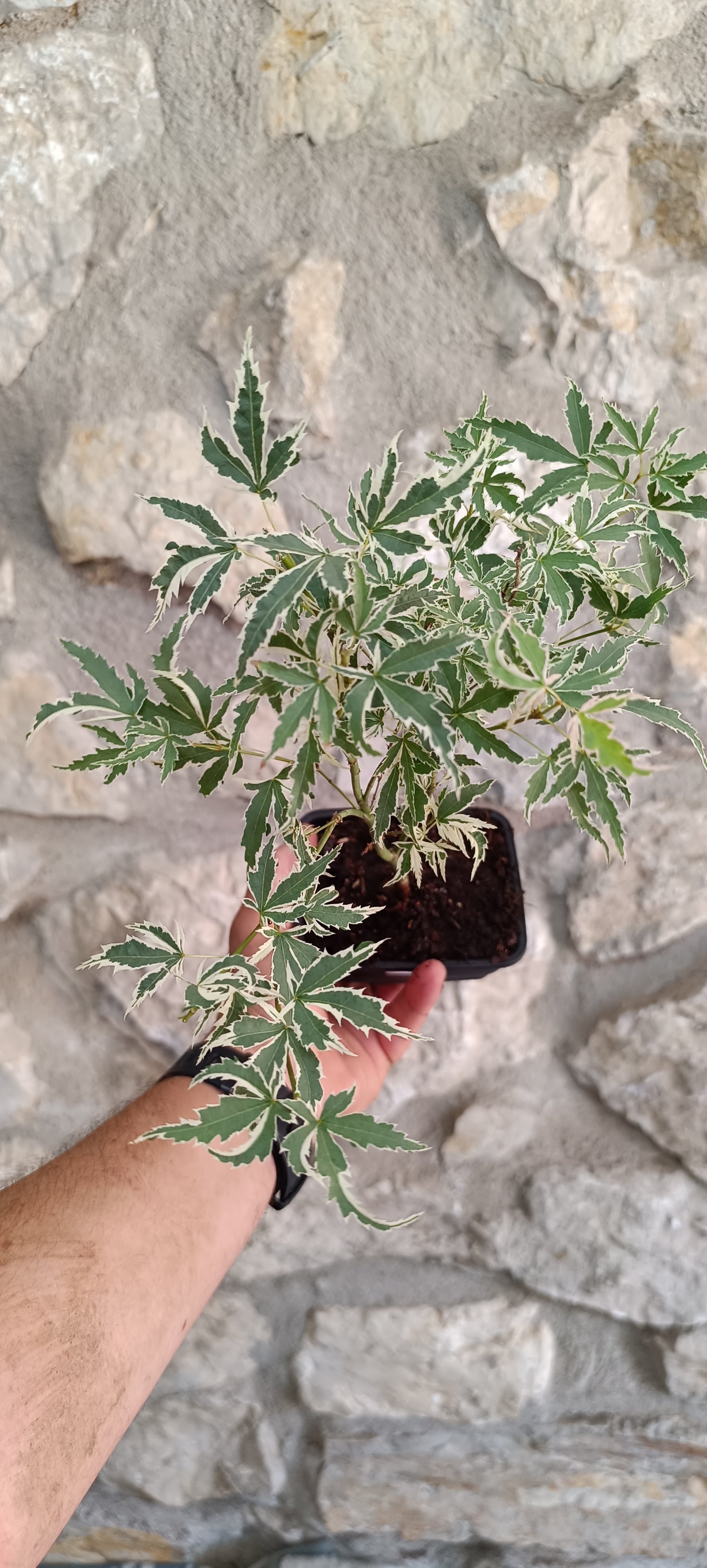 Mini Prebonsái Acer palmatum 'Butterfly' APB1