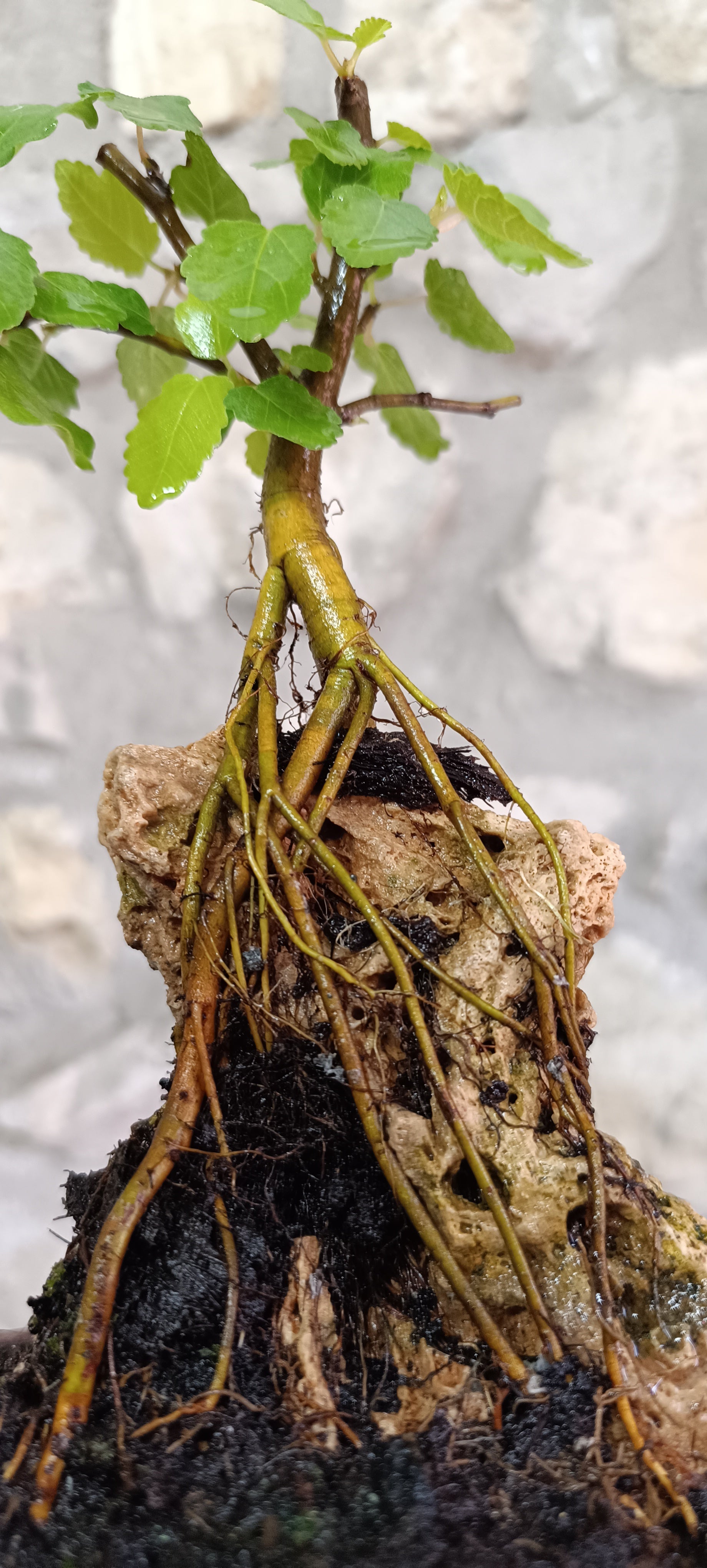 Bonsái Ficus Carica sobre Roca – Maceta China Esmaltada