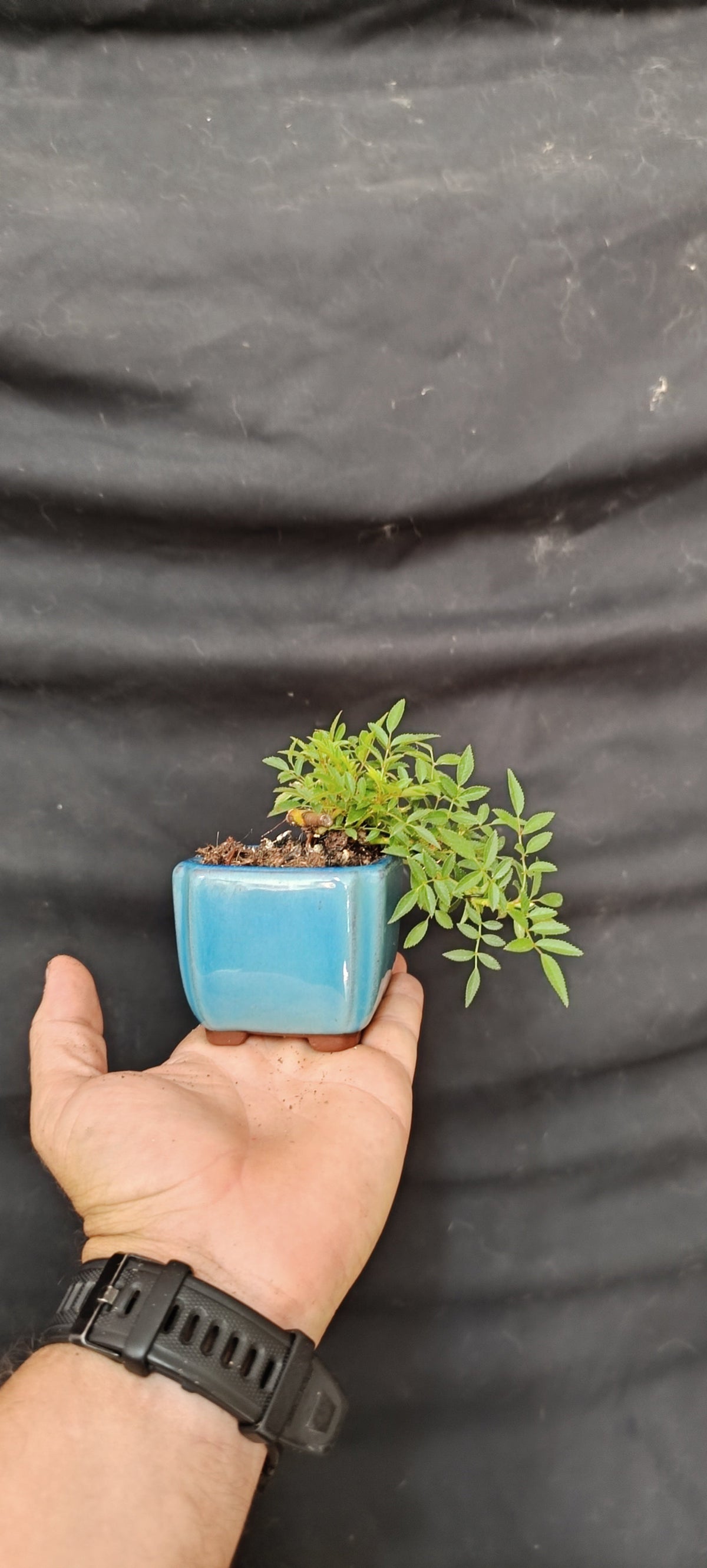 Prebonsái Rosal Nozomi japonés en estilo cascada, vista general con mano para escala