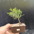 Mini Bonsái Junipero San José nº7 — Ejemplar Único