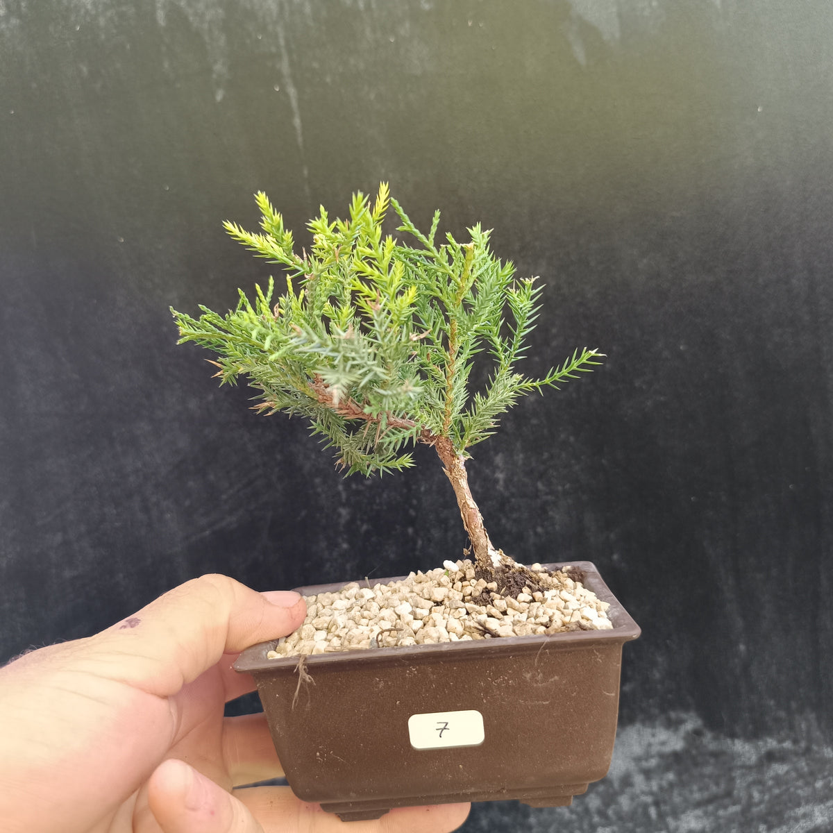 Mini Bonsái Junipero San José nº7 — Ejemplar Único
