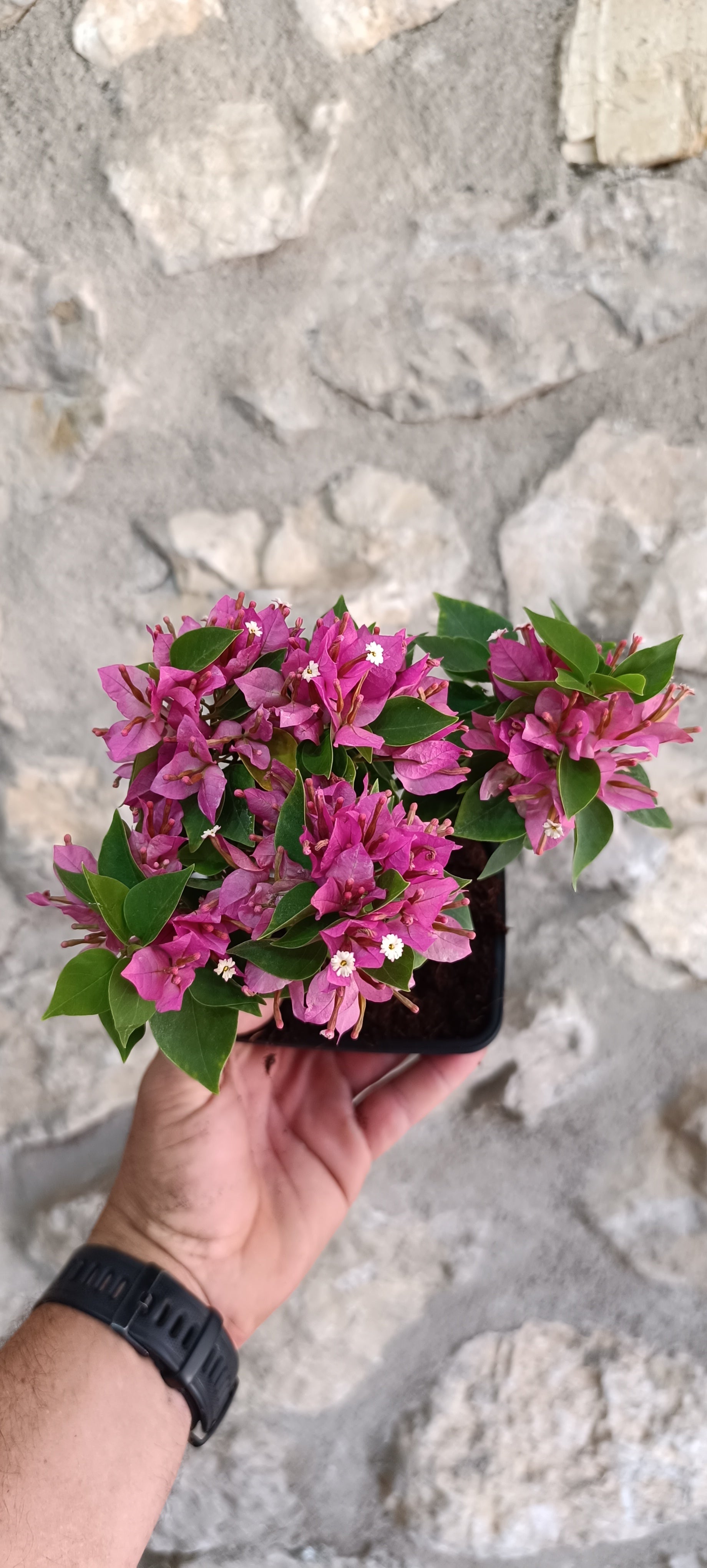 Mini Bonsái Bugambilla Thai BU1