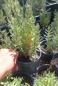 Plantones de Lavandula Dentata