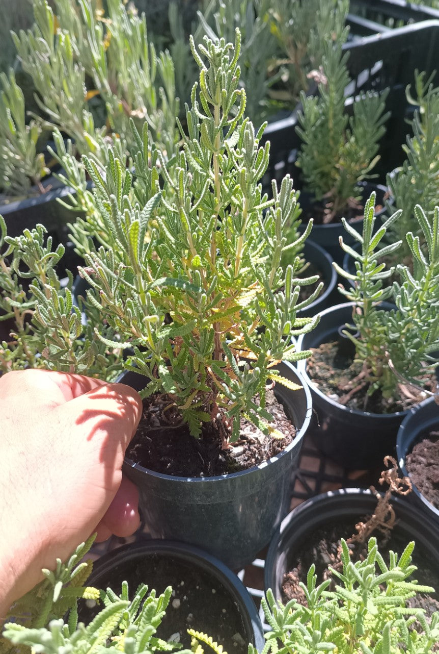 Plantones de Lavandula Dentata