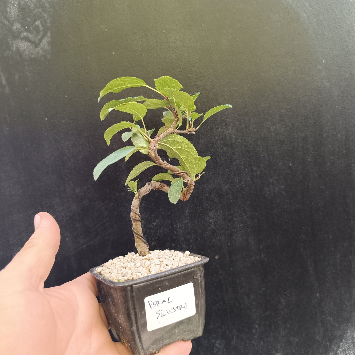 Mini prebonsái de Peral silvestre Pyrus communis nº1 con tronco alambrado en maceta de entrenamiento negra