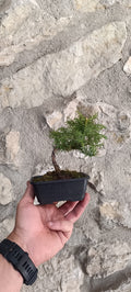 Mini Bonsai Cryptomeria Japonica 'Elegans'