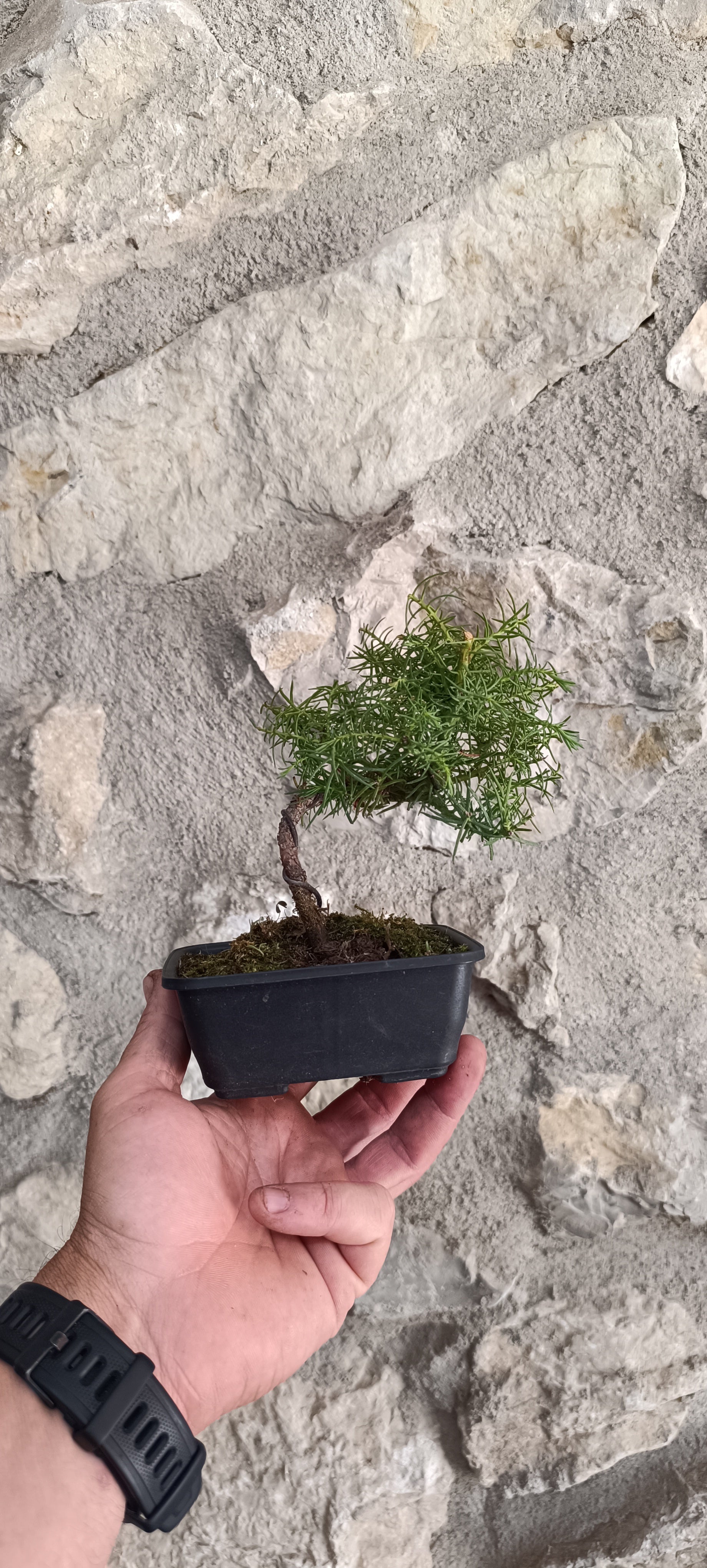 Mini Bonsai Cryptomeria Japonica 'Elegans'