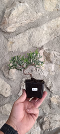 Mini Prebonsai Junipero n°2