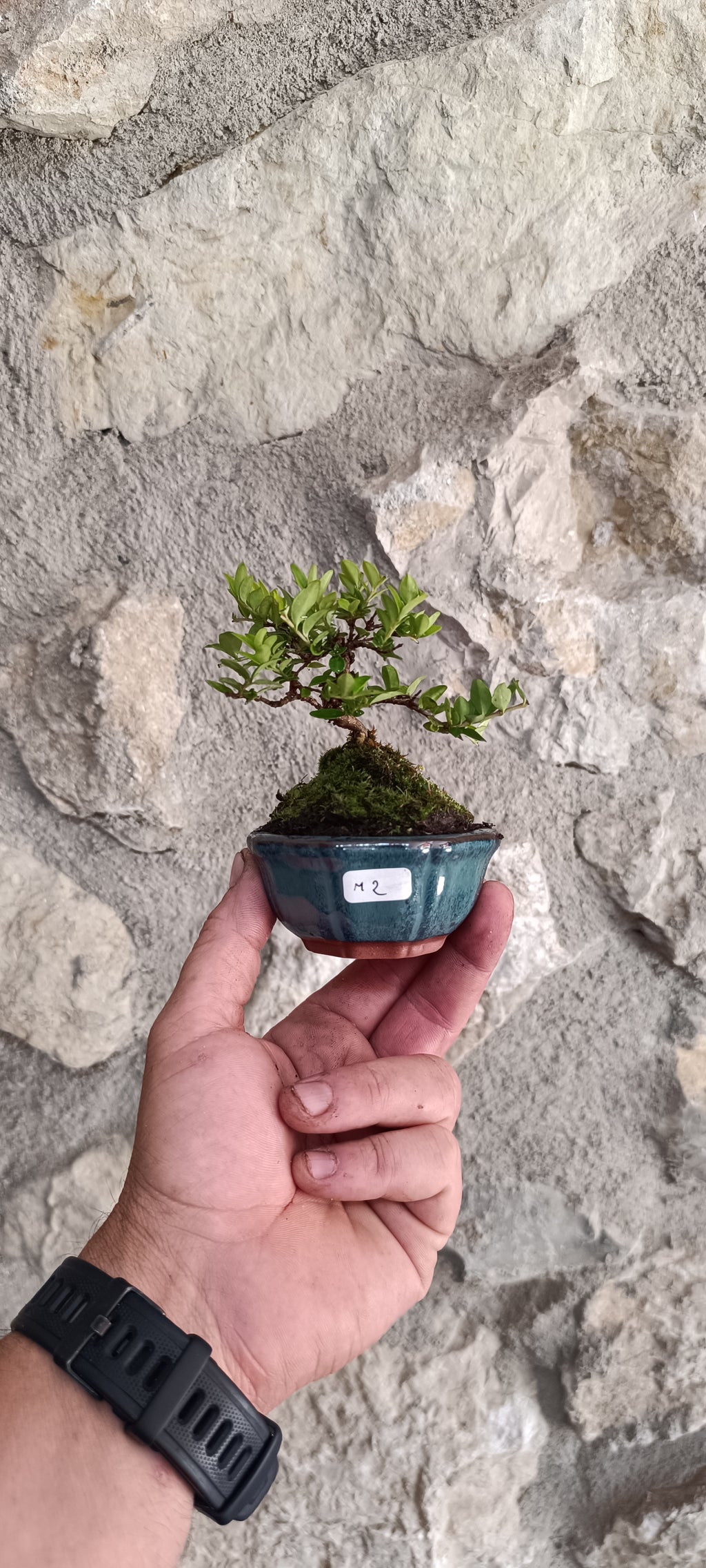 Mini Bonsái Madreselva Enana  nº2