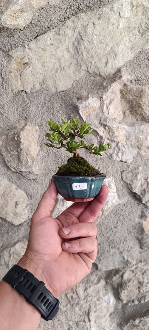 Mini Bonsái Madreselva Enana  nº2