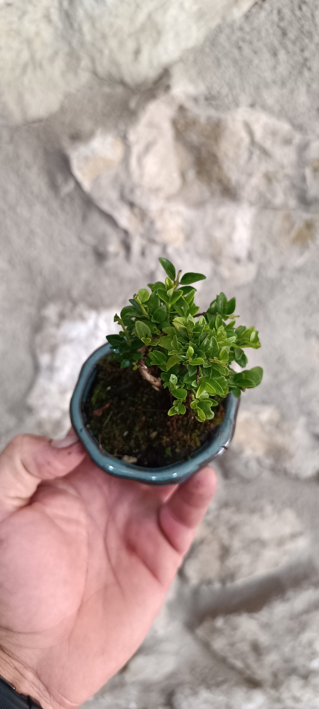 Mini Bonsái Madreselva Enana  nº3