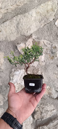 Mini Prebonsai Junipero n°1