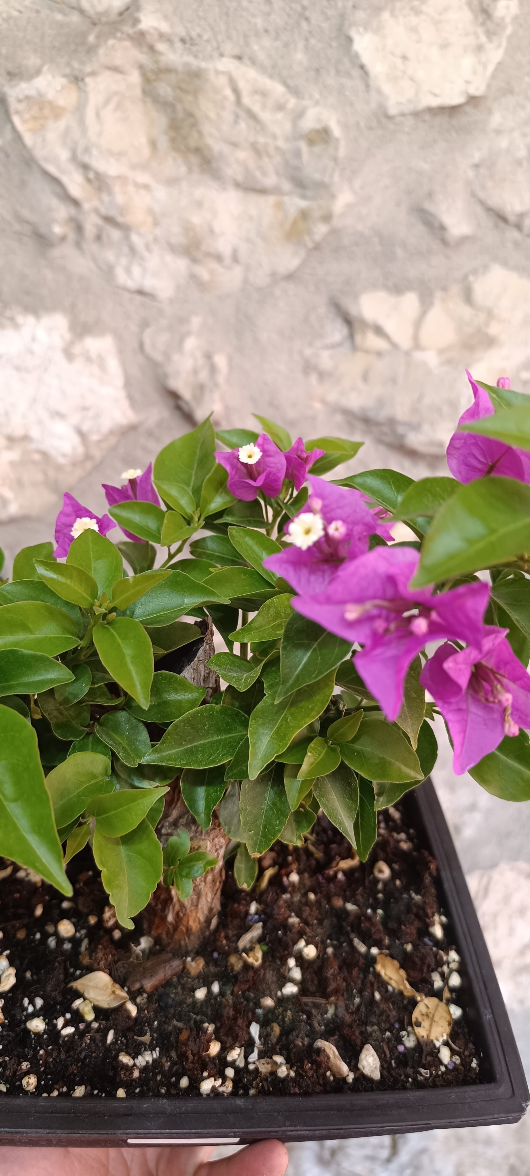 Bonsái Bugambilla nº2 (Bougainvillea)