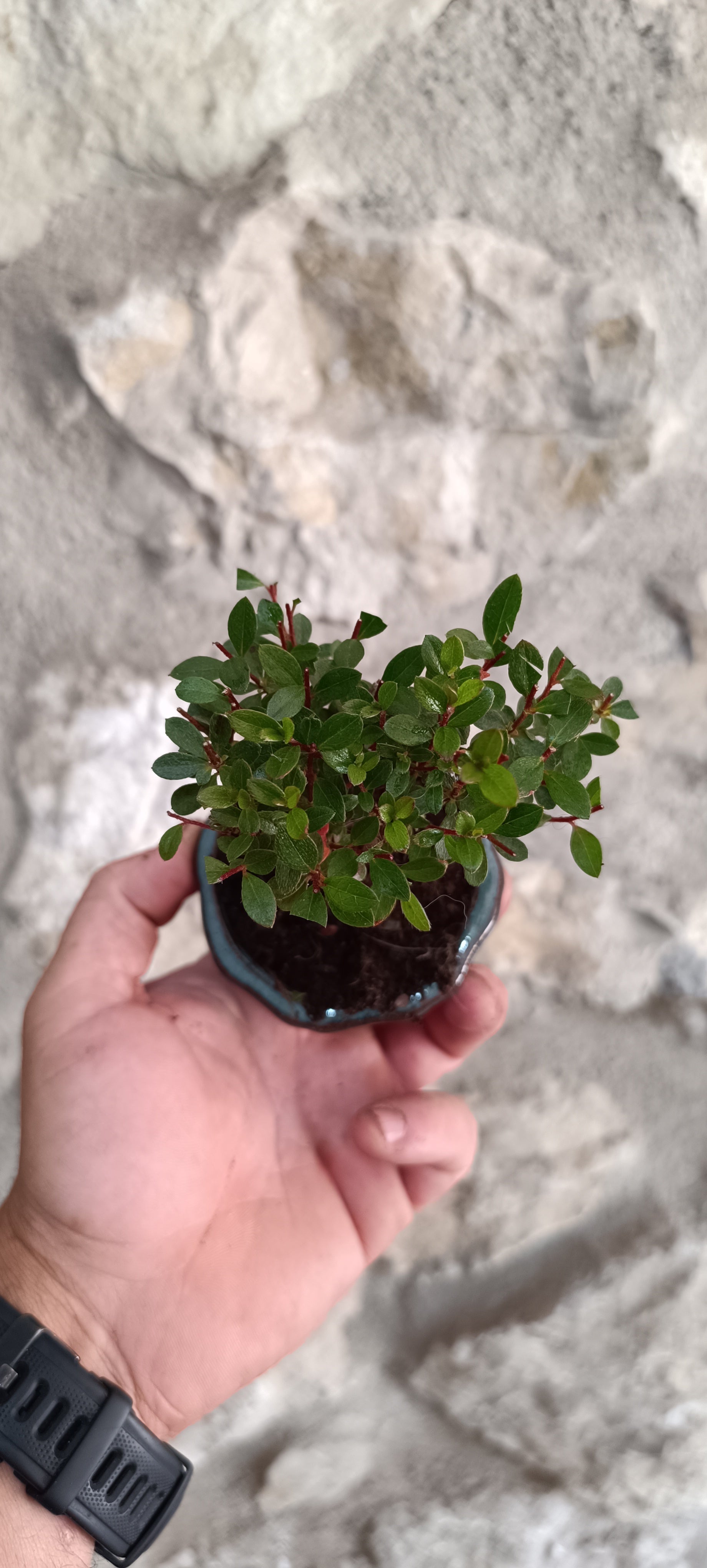 Mini Bonsái Azalea Japonesa Enana - Flor Lila