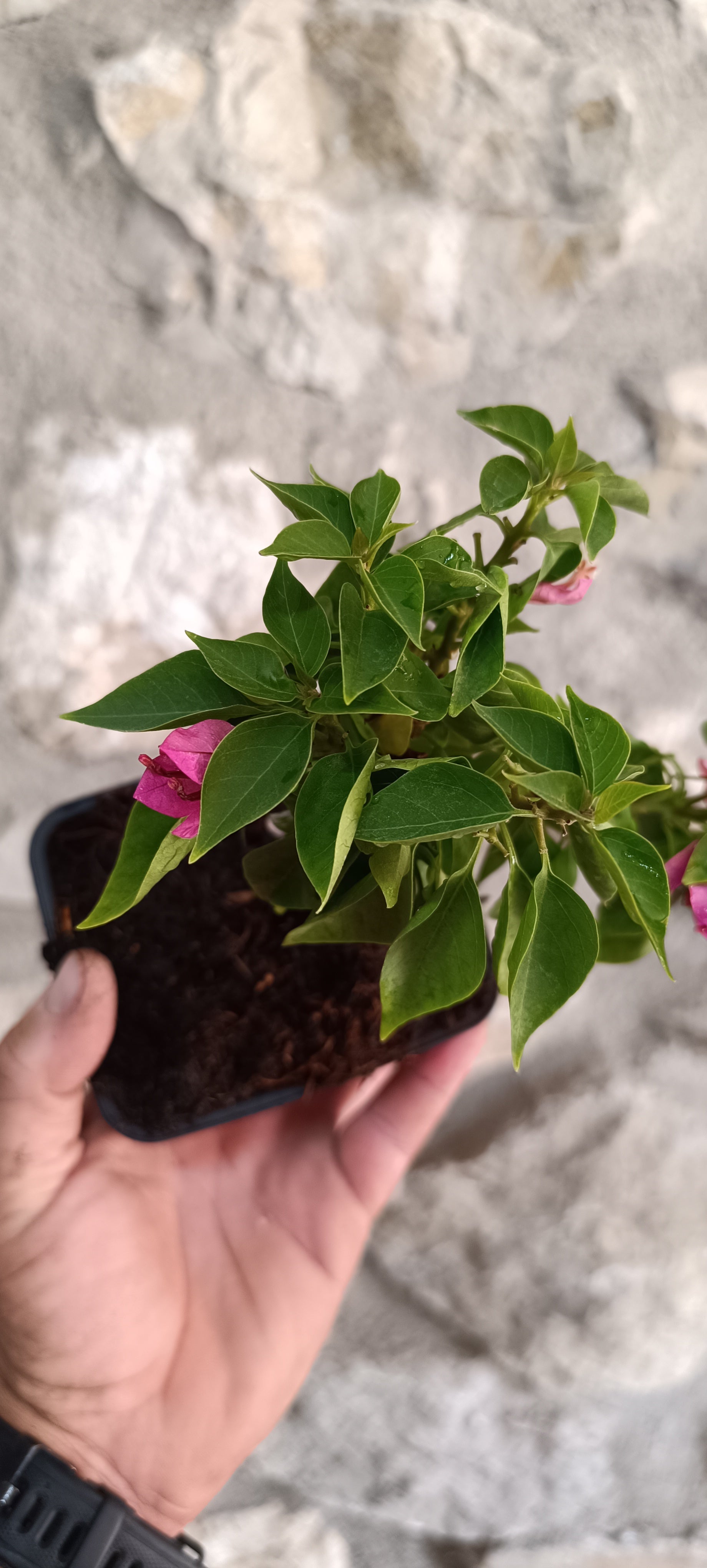Mini Bonsái Bugambilla Thai BU2