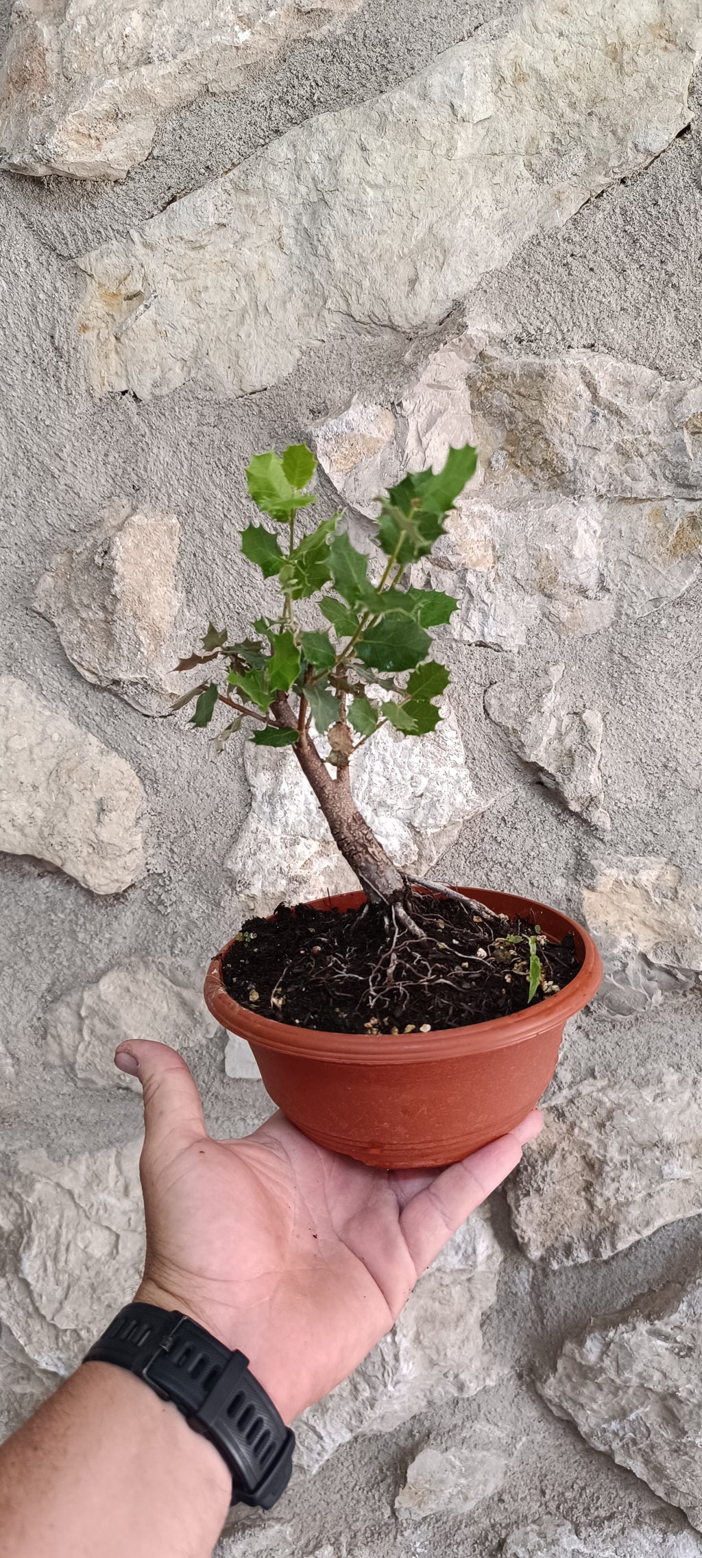 Prebonsai Encina Quercus Ilex 'Ilex'