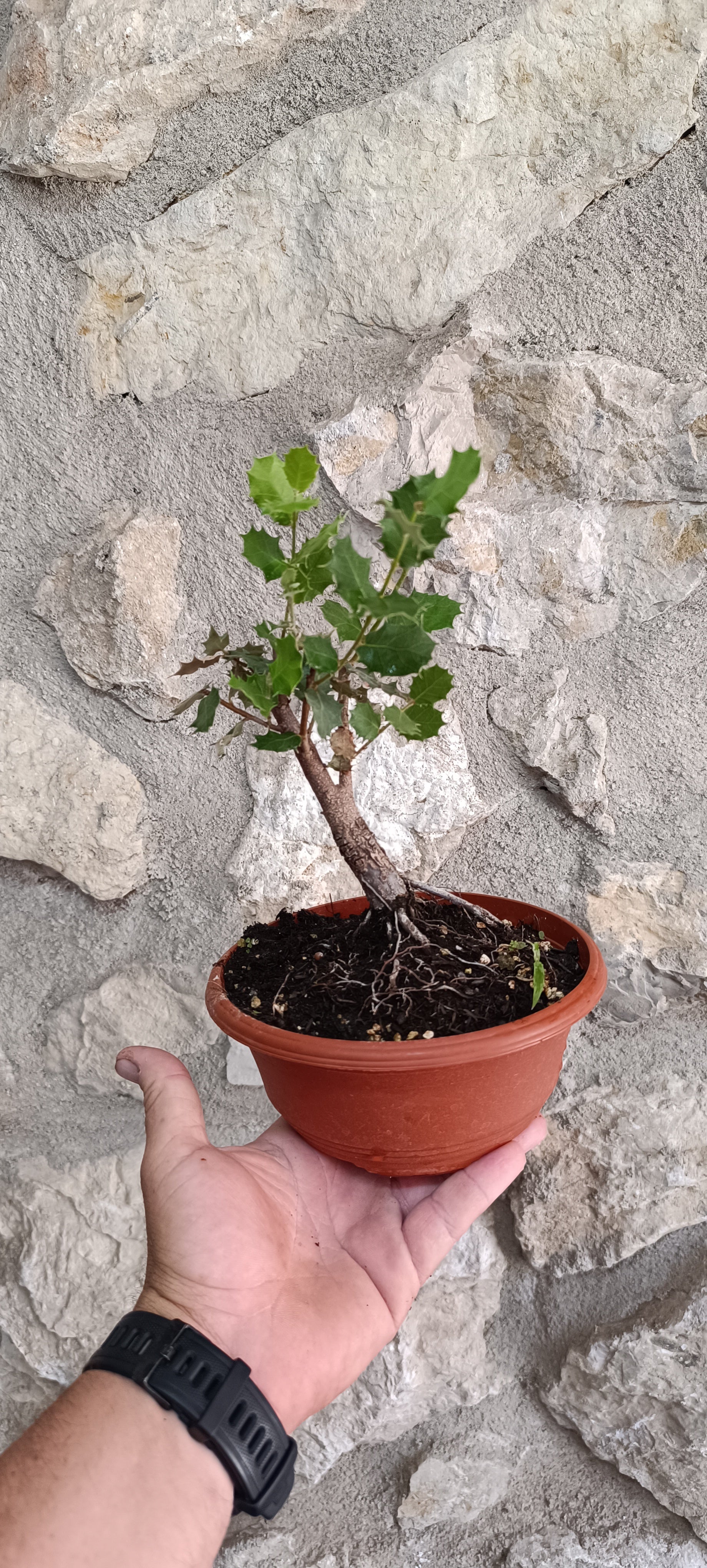 Prebonsai Encina Quercus Ilex 'Ilex'