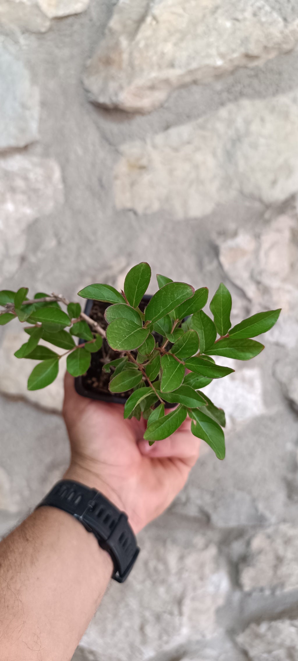 Lagerstroemia indica flor rosa - Mini Pre Bonsái