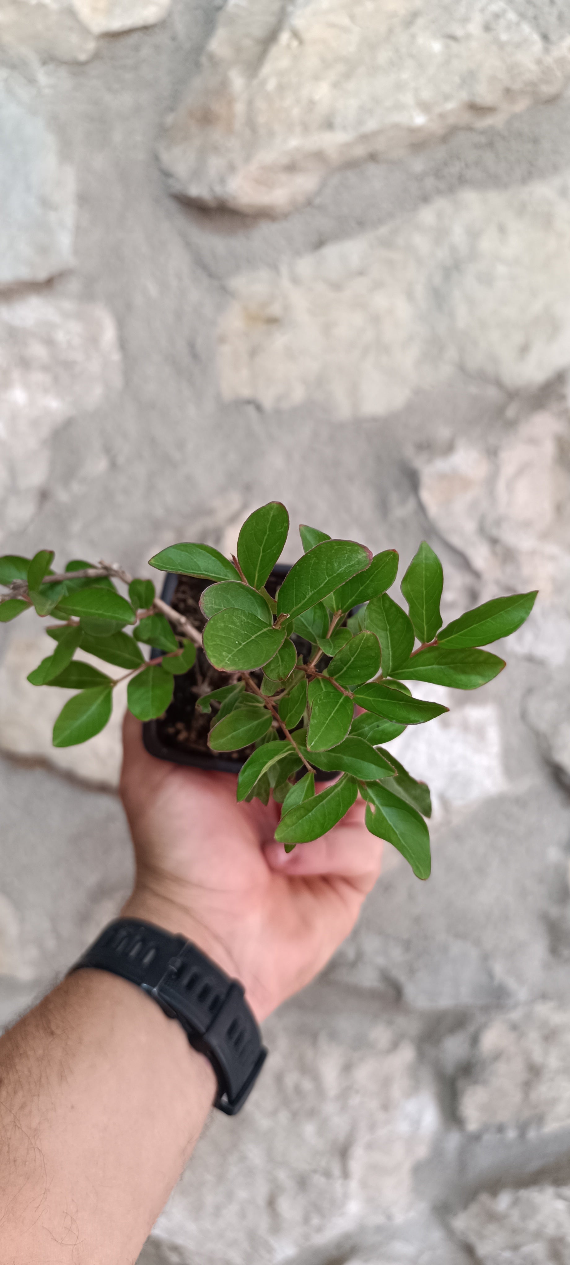 Lagerstroemia indica flor rosa - Mini Pre Bonsái