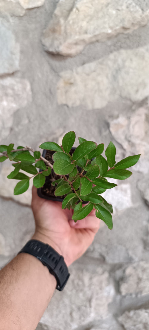 Lagerstroemia indica flor rosa - Mini Pre Bonsái