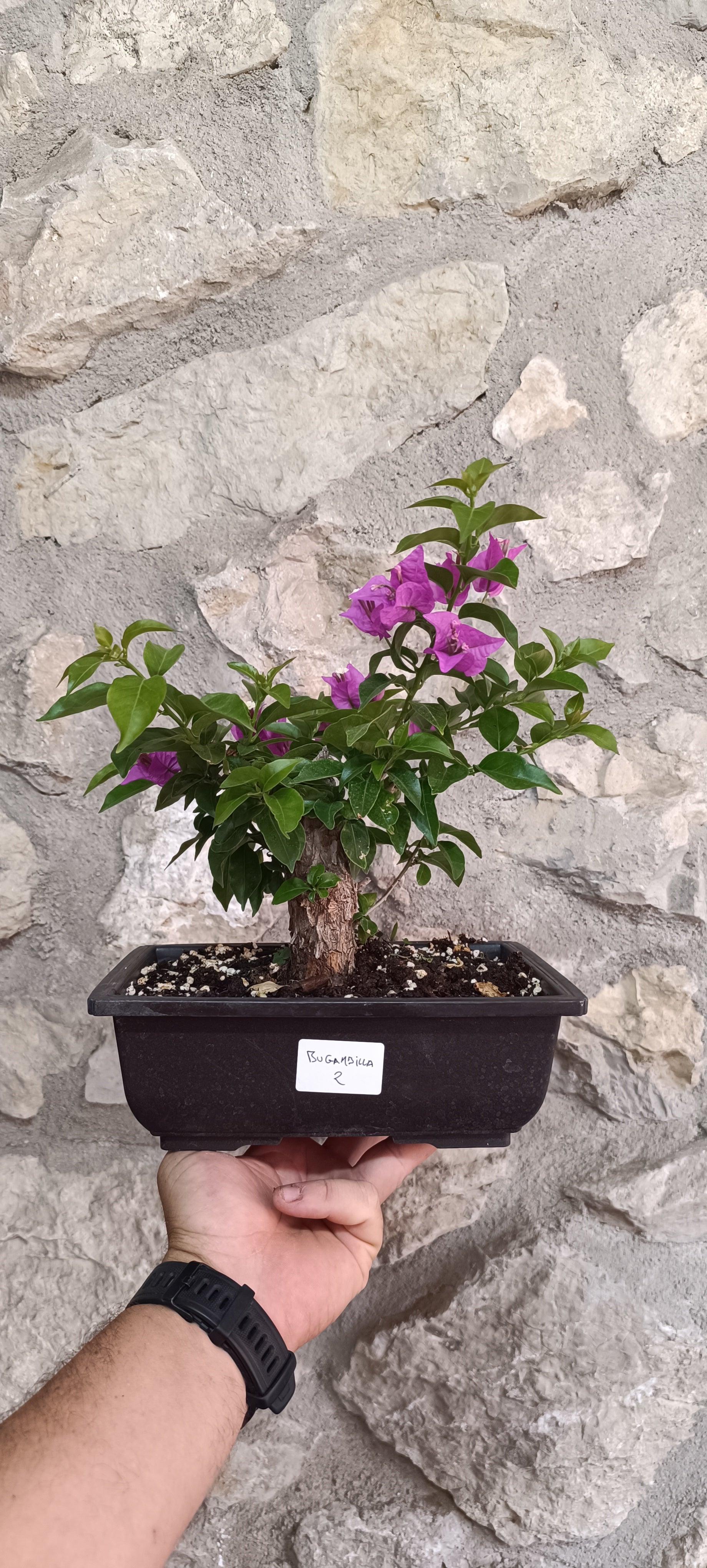 Bonsái Bugambilla nº2 (Bougainvillea)