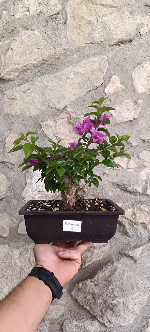 Bonsái Bugambilla nº2 (Bougainvillea)