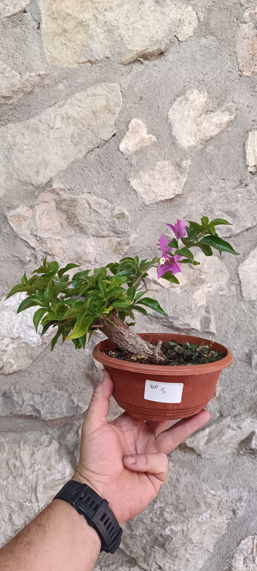 Prebonsai de Bugambilla nº5 (Bougainvillea)