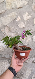 Prebonsai de Bugambilla nº5 (Bougainvillea)