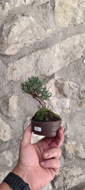 Mini Bonsai Junipero n°1