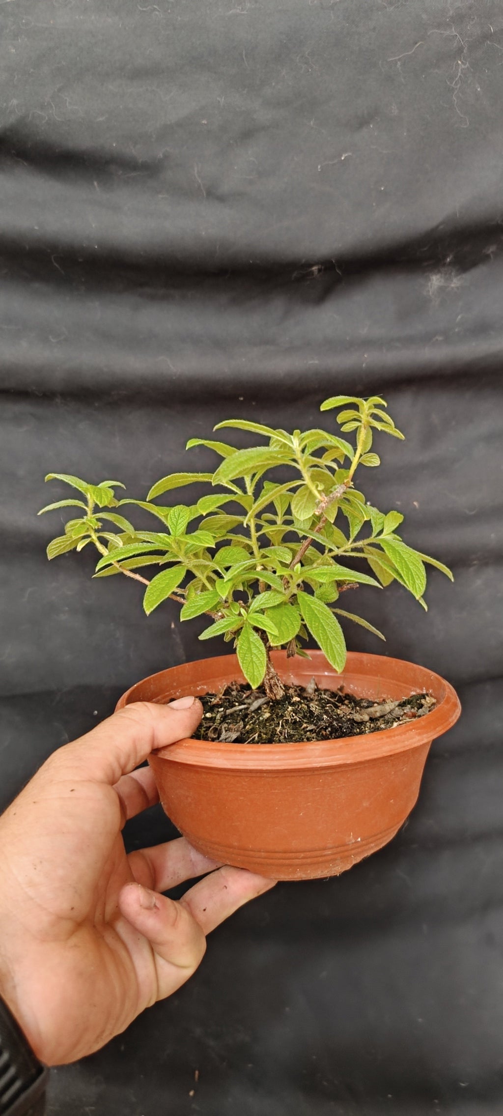 Prebonsái Ceanothus con follaje verde brillante en maceta de plástico redonda, vista frontal con mano para escala