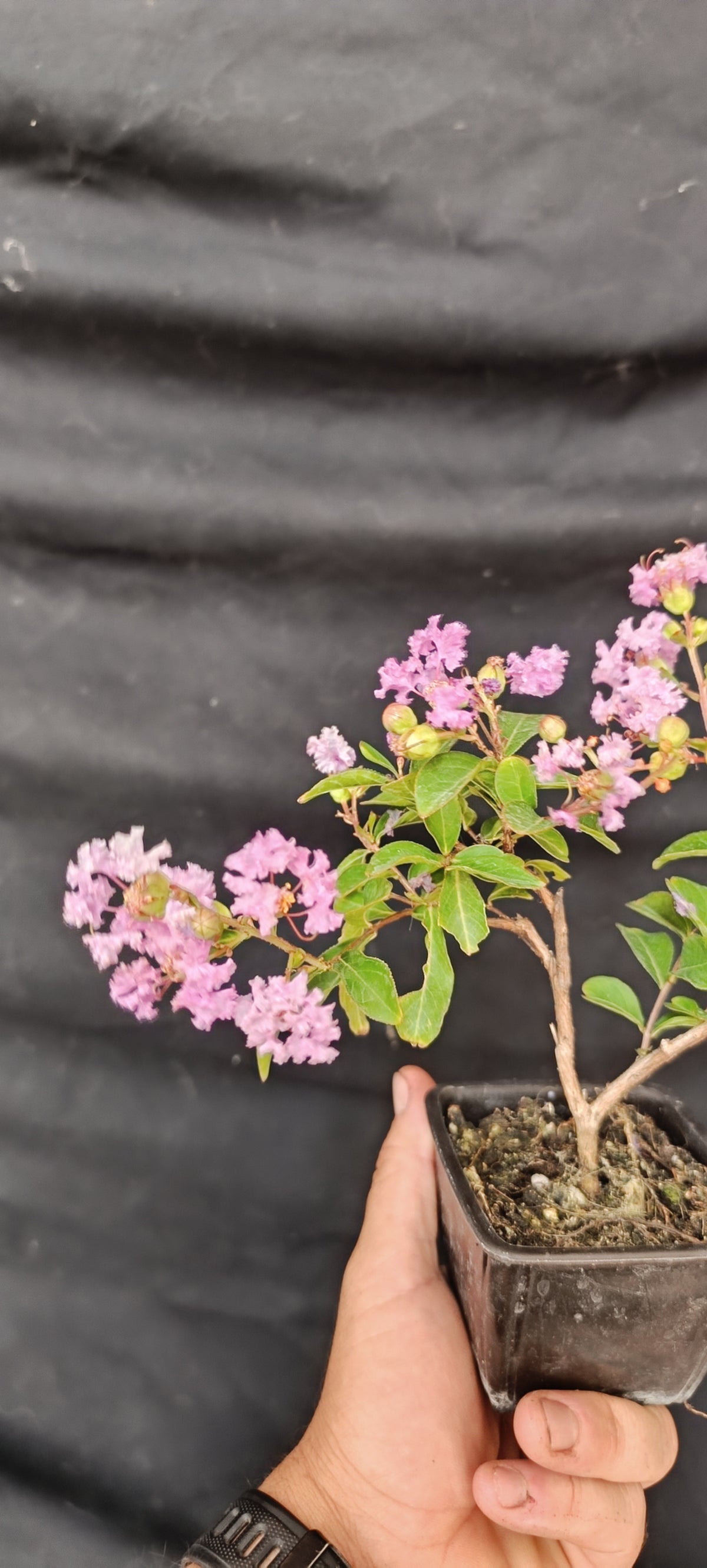 Lagerstroemia indica flor lila - Mini Pre Bonsái