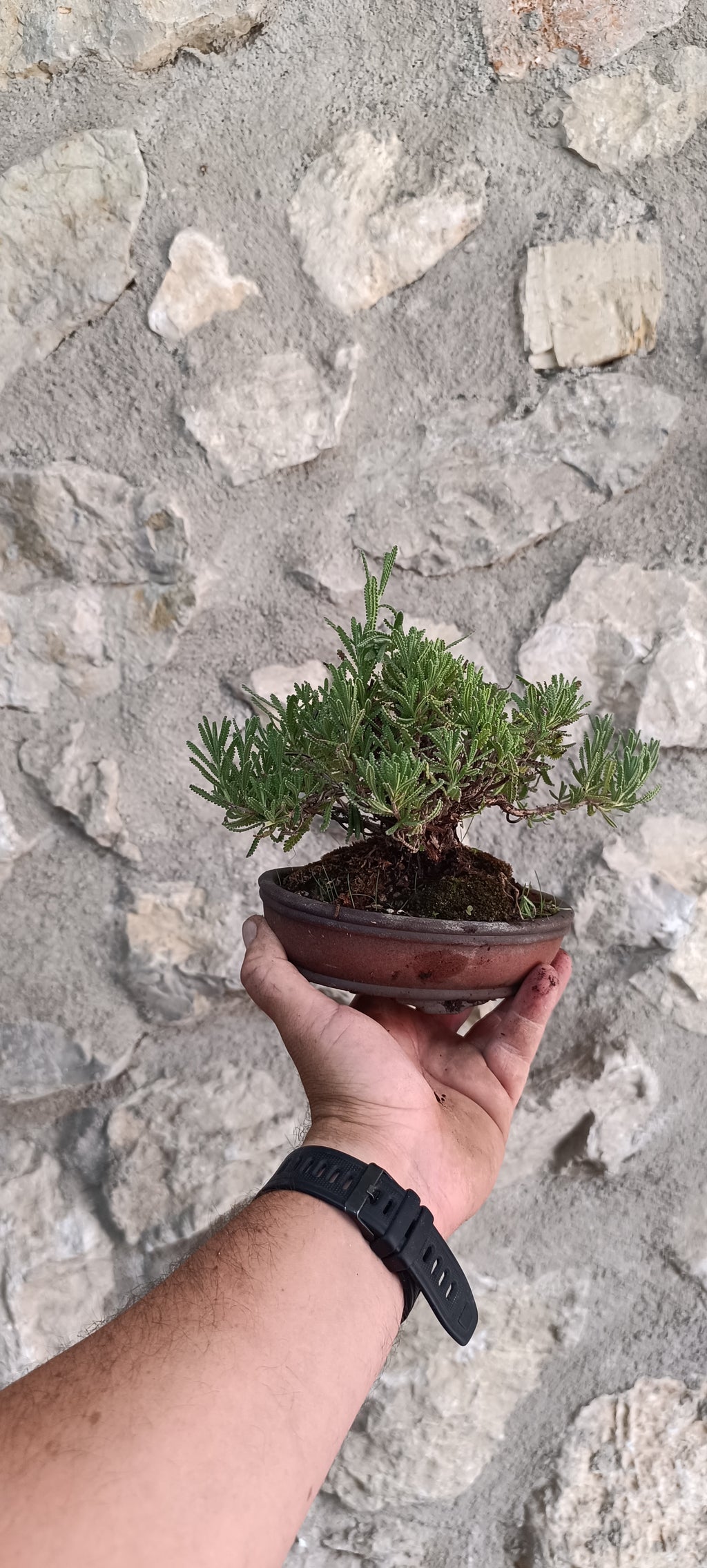Bonsái Lavandula Dentata – Ejemplar Único