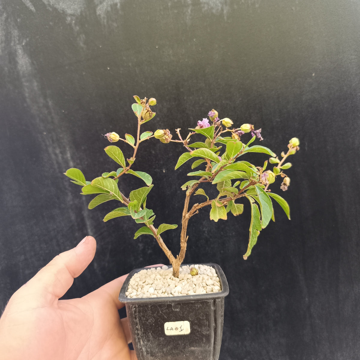 Lagerstroemia indica flor lila - Mini Pre Bonsái