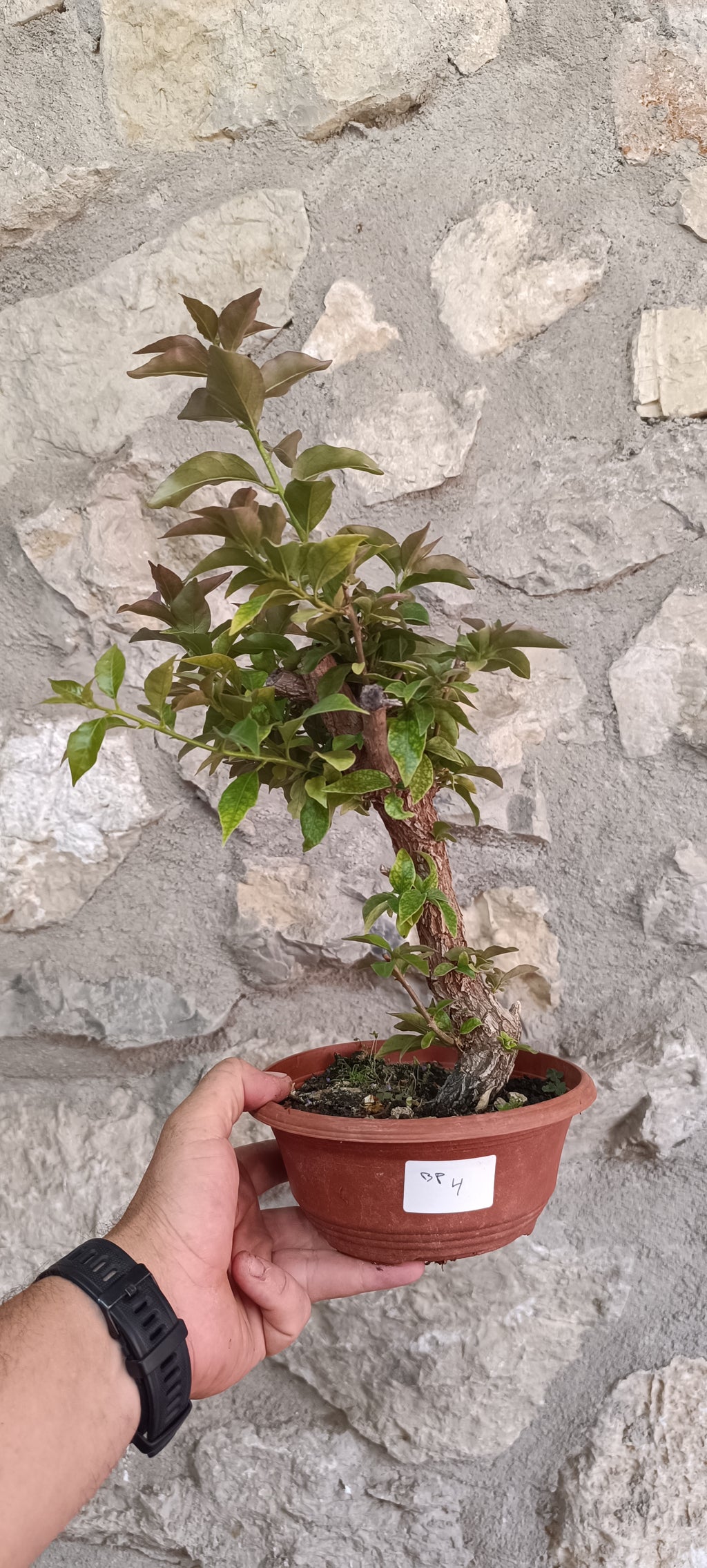 Prebonsai de Bugambilla nº4 (Bougainvillea)