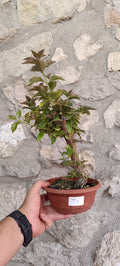 Prebonsai de Bugambilla nº4 (Bougainvillea)