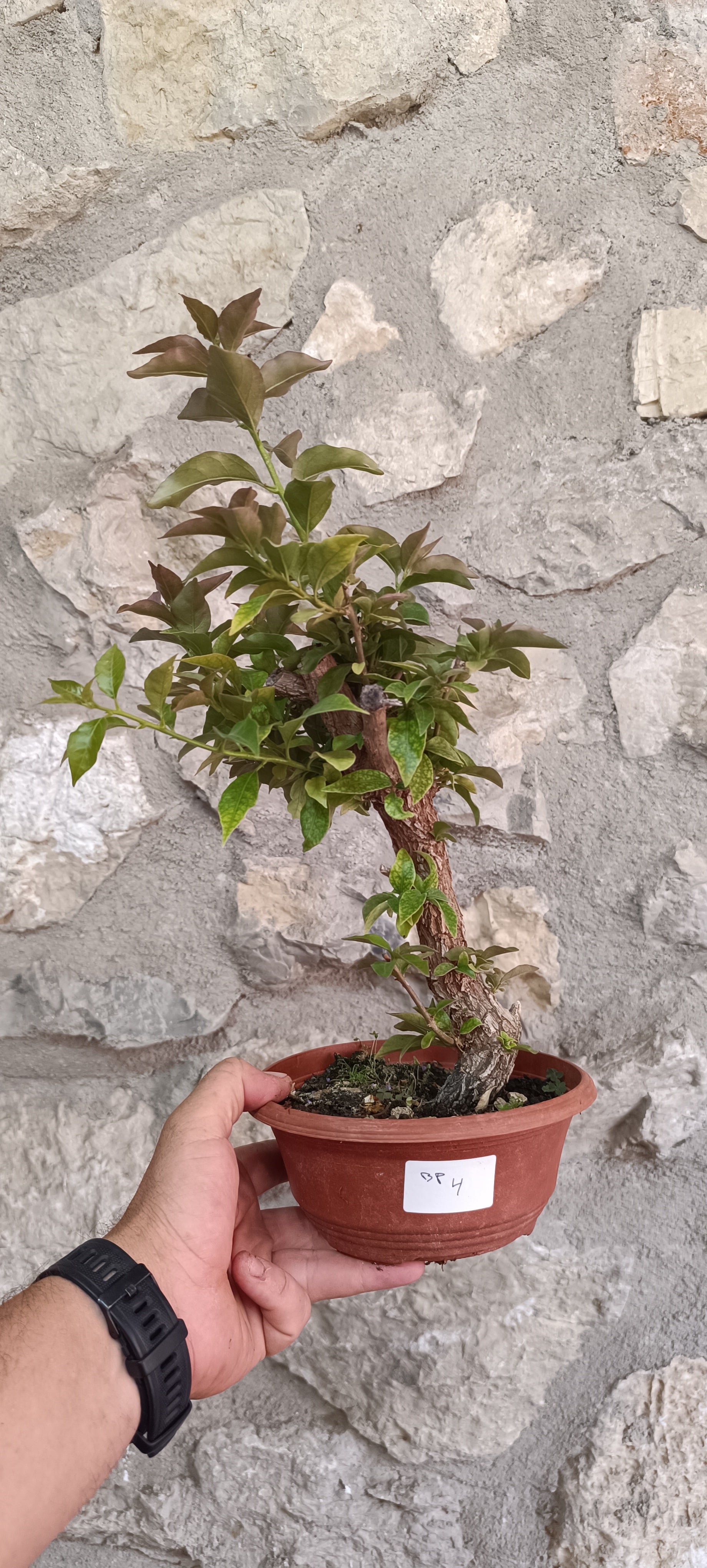 Prebonsai de Bugambilla nº4 (Bougainvillea)