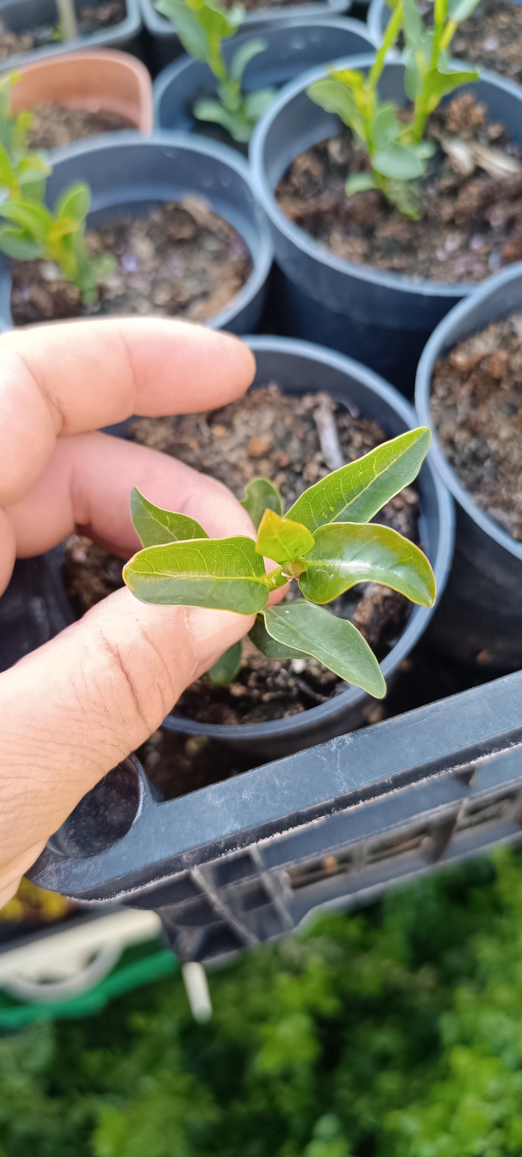 Plantón de Ficus Burtt Davyii 'Nana' – Ficus para Bonsái