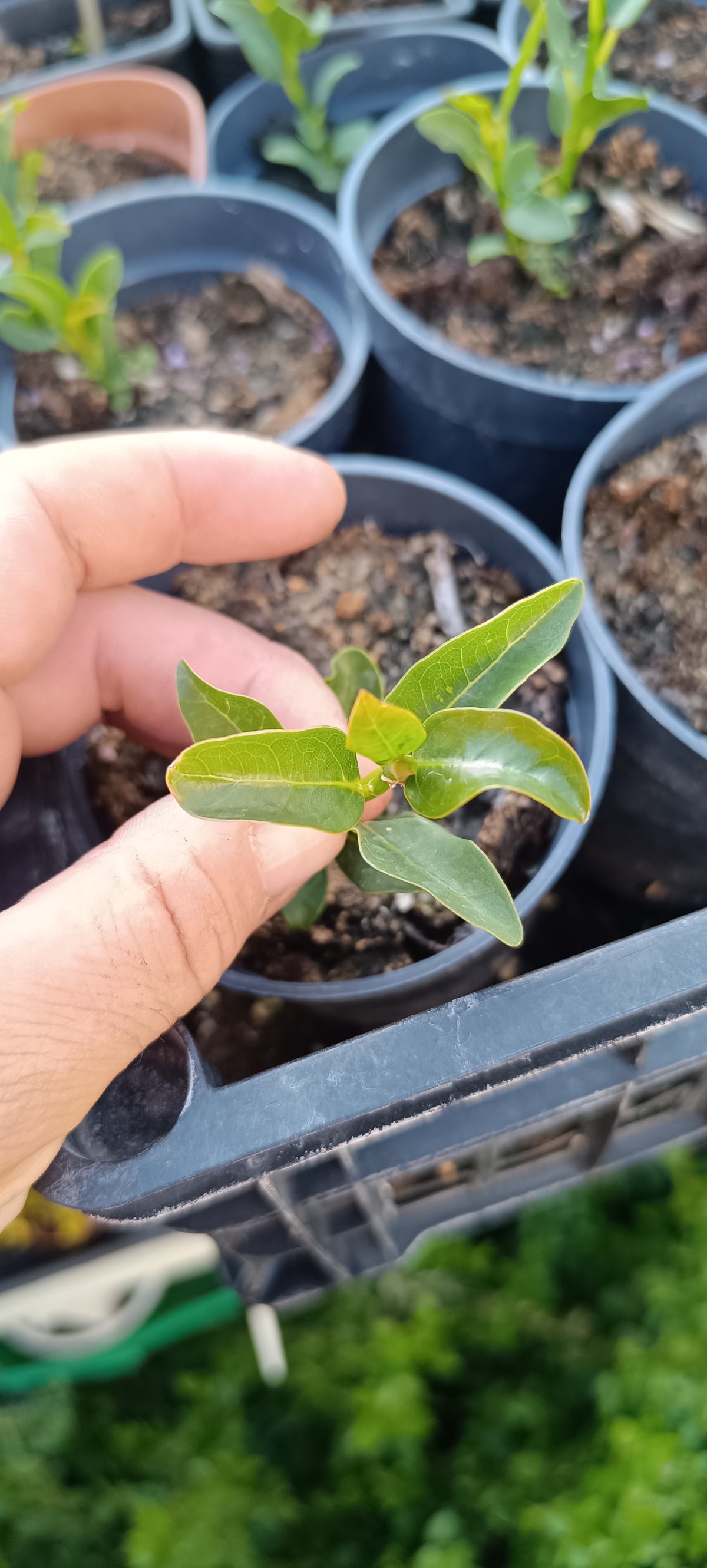 Plantón de Ficus Burtt Davyii 'Nana' – Ficus para Bonsái