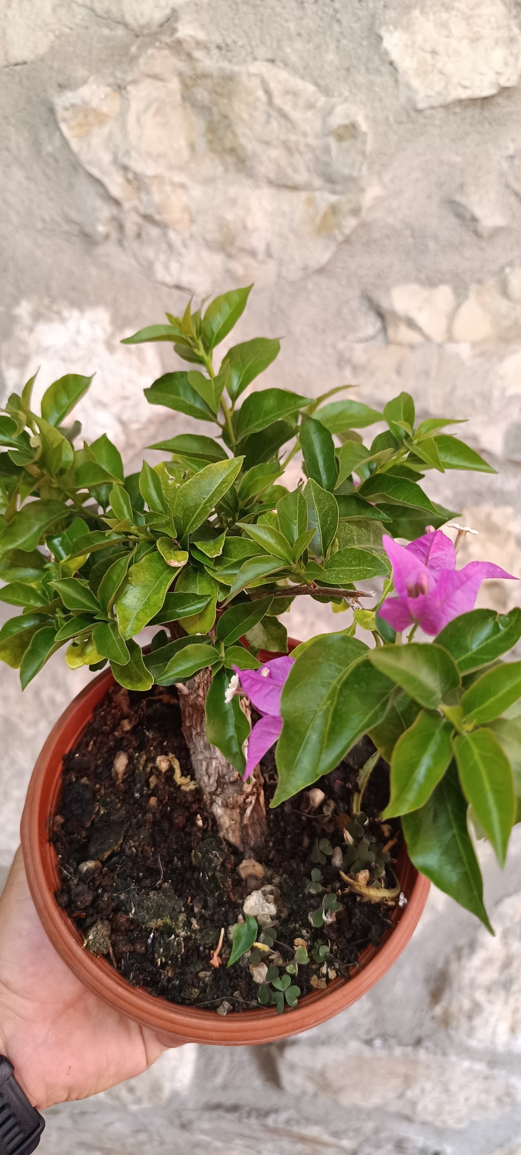 Prebonsai de Bugambilla nº5 (Bougainvillea)