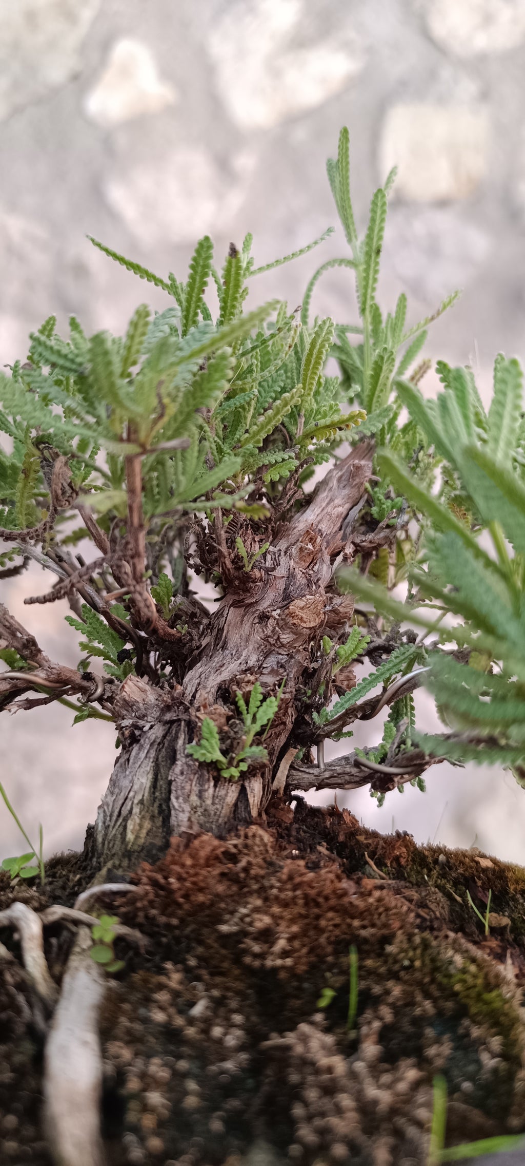 Bonsái Lavandula Dentata – Ejemplar Único