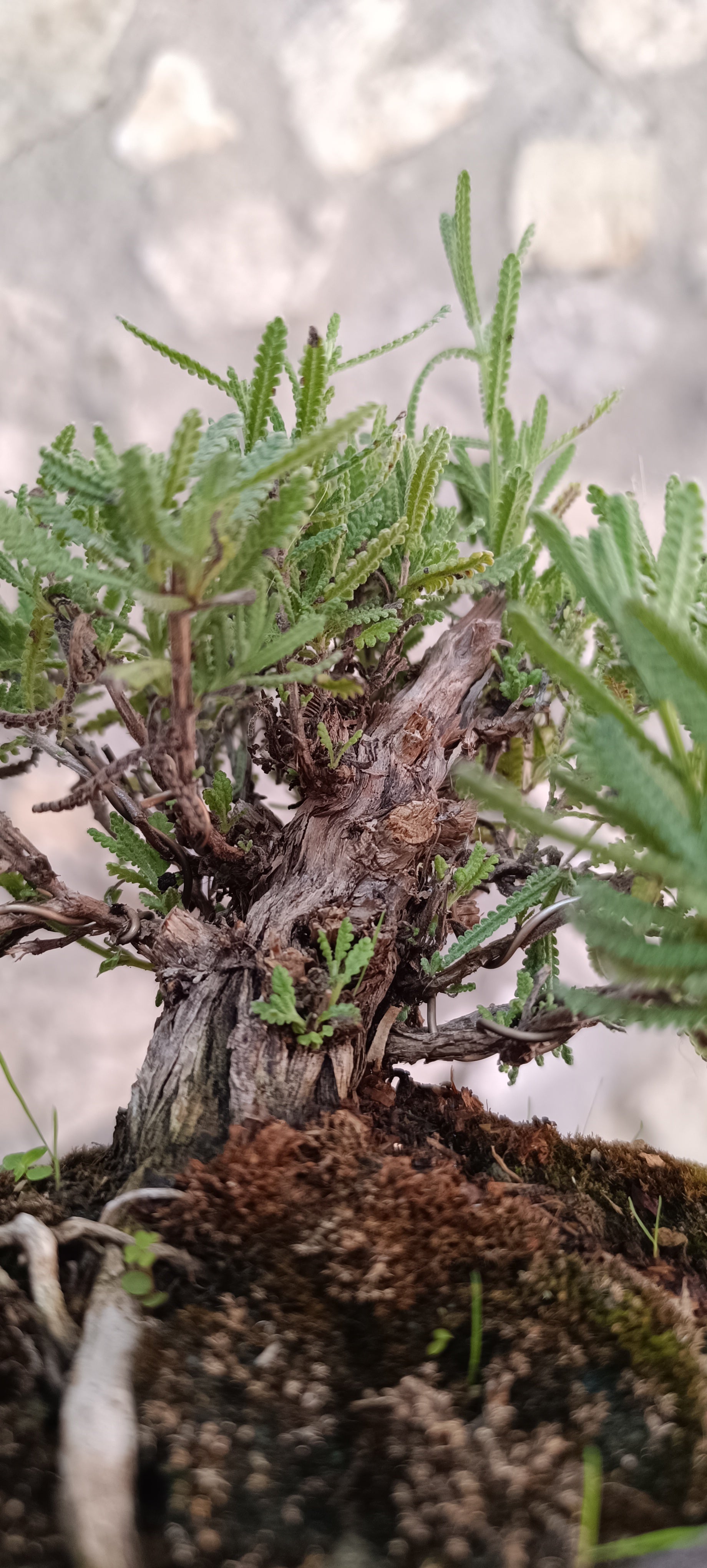 Bonsái Lavandula Dentata – Ejemplar Único