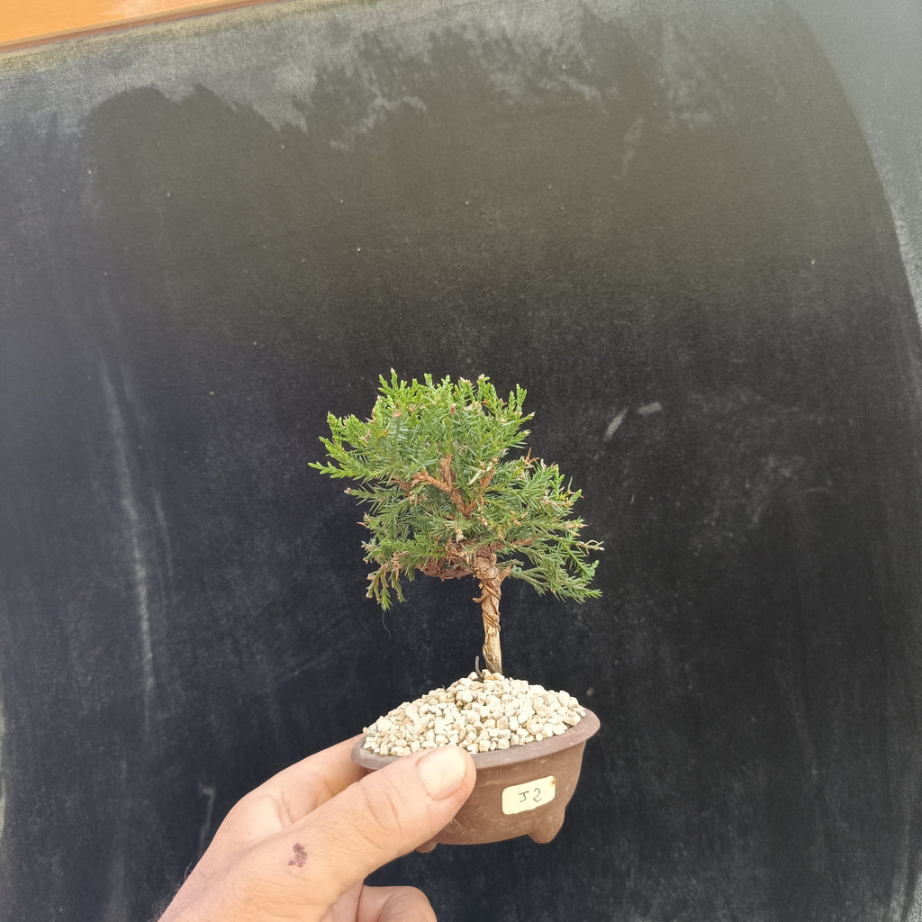 Mini Bonsai Junipero n°2