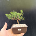 Mini Bonsái Junipero San José nº9 — Ejemplar Único