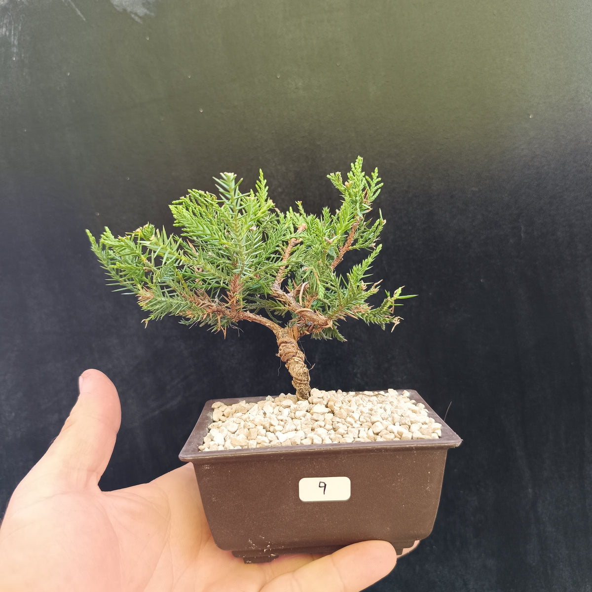 Mini Bonsái Junipero San José nº9 — Ejemplar Único