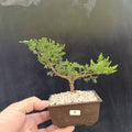 Mini Bonsái Junipero San José nº5 — Ejemplar Único